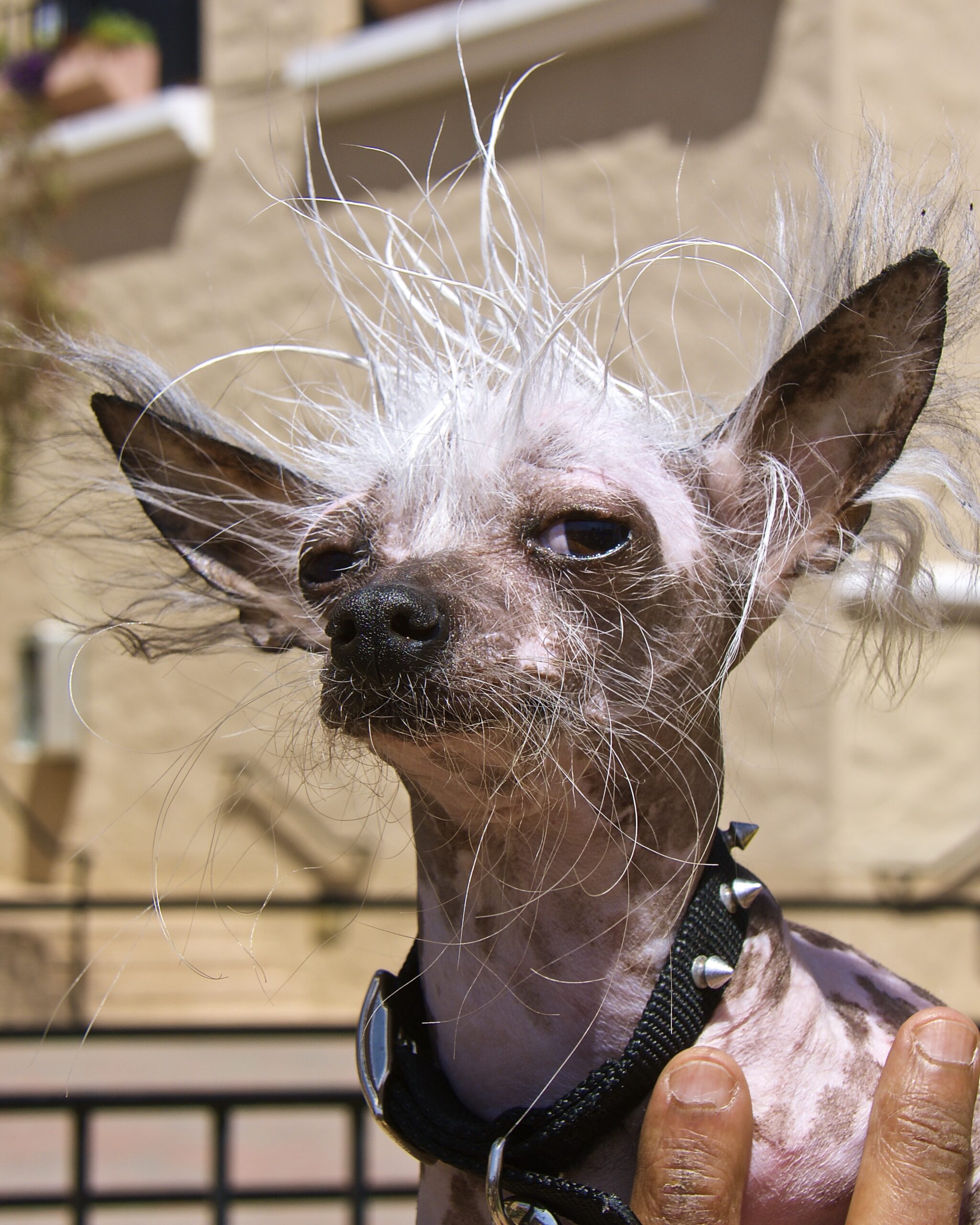 “20th Annual Ugliest Dog Contest” : Presidio Sentinel
