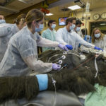 The Oldest Breeding Male Gorilla in the U.S. Gets a Heart Exam