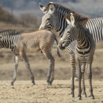 Endangered Grevy’s Zebra Foals Make Their Debut at the San Diego Zoo Safari Park