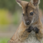 Walkabout Australia Opens at San Diego Zoo Safari Park