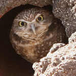 Burrowing Owls Find Home in the Grasslands of Ramona