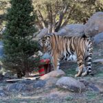 Kick Off the Holiday Season at Lions, Tigers and Bears