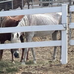 Horses Rescued in North County